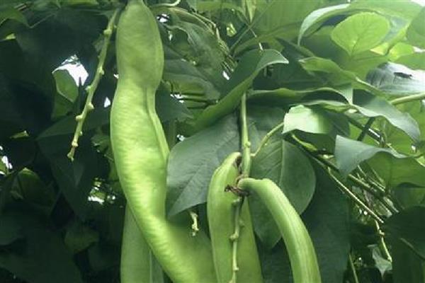 刀豆在几月份成熟，在3月份、7月份、9月份达到成熟期