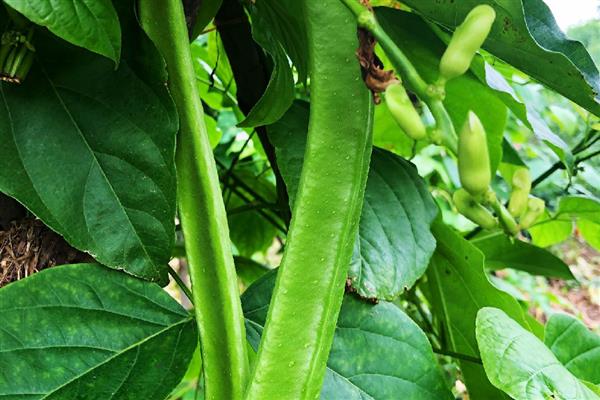 刀豆在几月份成熟，在3月份、7月份、9月份达到成熟期