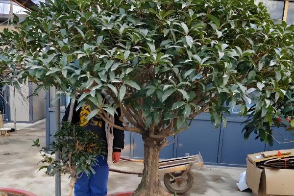 盆栽桂花冬天可以在室外过冬吗，不能在室外过冬