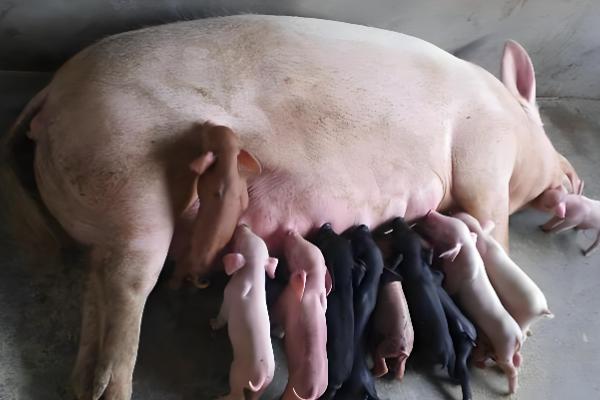 母猪的饲养管理方法,配种前注射维生素E可提高受胎率和分娩率
