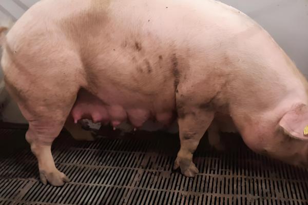 母猪的饲养管理方法,配种前注射维生素E可提高受胎率和分娩率