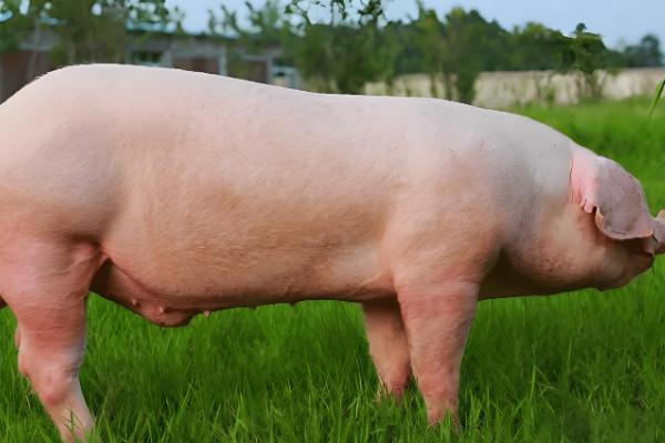 母猪的饲养管理方法,配种前注射维生素E可提高受胎率和分娩率