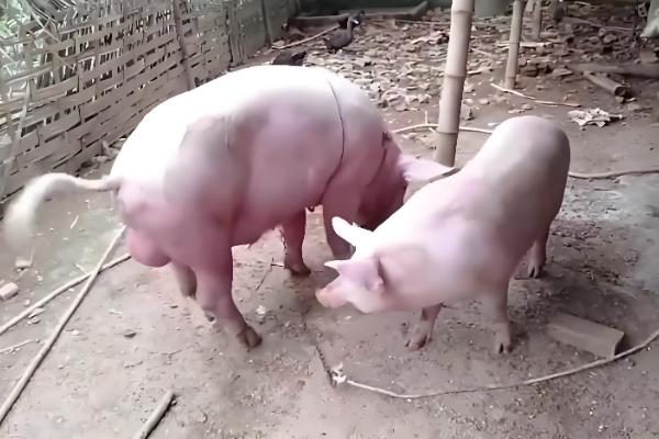 母猪的饲养管理方法,配种前注射维生素E可提高受胎率和分娩率