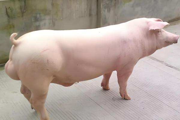 母猪的饲养管理方法,配种前注射维生素E可提高受胎率和分娩率