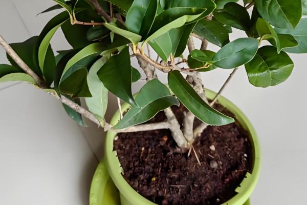 盆栽桂花冬天可以在室外过冬吗，不能在室外过冬