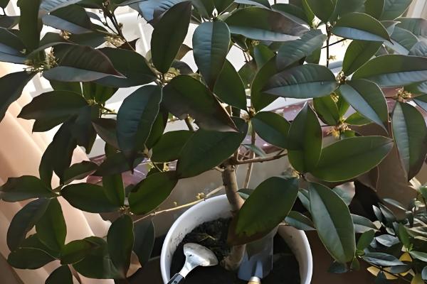 盆栽桂花冬天可以在室外过冬吗，不能在室外过冬