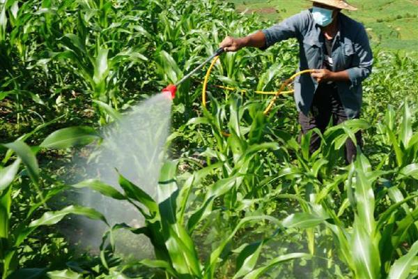 玉米除草剂怎么使用，根据杂草种群选择对应药剂