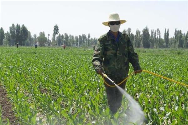 玉米除草剂怎么使用，根据杂草种群选择对应药剂