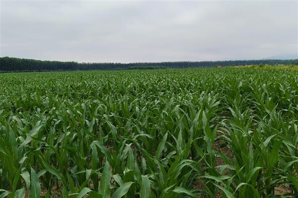 玉米除草剂怎么使用，根据杂草种群选择对应药剂