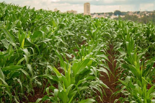 玉米除草剂怎么使用，根据杂草种群选择对应药剂