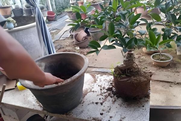 盆栽桂花冬天可以在室外过冬吗，不能在室外过冬