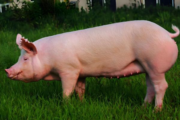 母猪的饲养管理方法,配种前注射维生素E可提高受胎率和分娩率