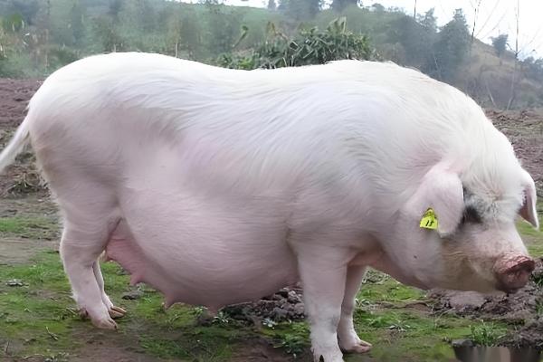 母猪的饲养管理方法,配种前注射维生素E可提高受胎率和分娩率