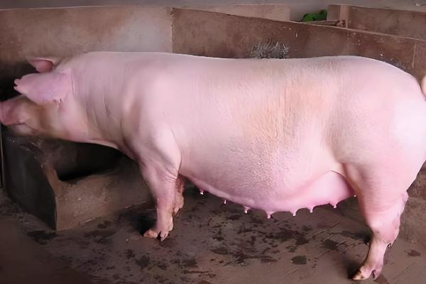 母猪的饲养管理方法,配种前注射维生素E可提高受胎率和分娩率