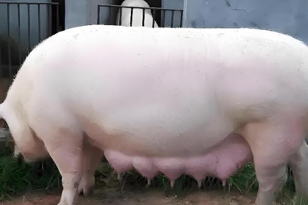 母猪的饲养管理方法,配种前注射维生素E可提高受胎率和分娩率