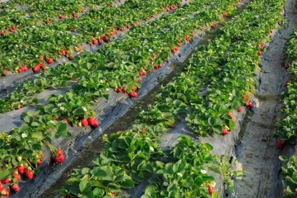 露天草莓选择哪些品种比较好，推荐甜查理、蒙特瑞等