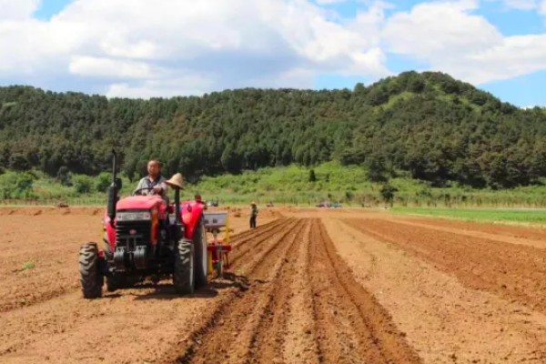 露天草莓选择哪些品种比较好，推荐甜查理、蒙特瑞等
