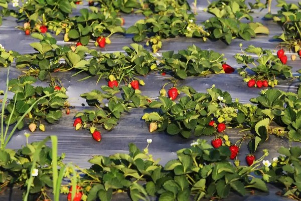 露天草莓选择哪些品种比较好，推荐甜查理、蒙特瑞等