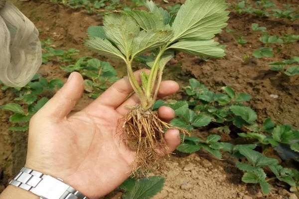 露天草莓选择哪些品种比较好，推荐甜查理、蒙特瑞等