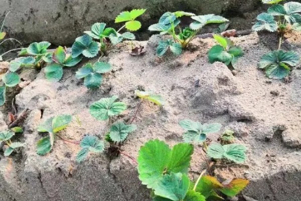 露天草莓选择哪些品种比较好，推荐甜查理、蒙特瑞等