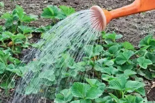 露天草莓选择哪些品种比较好，推荐甜查理、蒙特瑞等