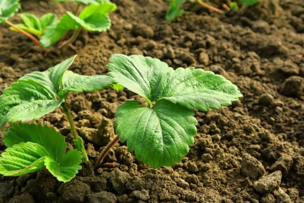 露天草莓选择哪些品种比较好，推荐甜查理、蒙特瑞等