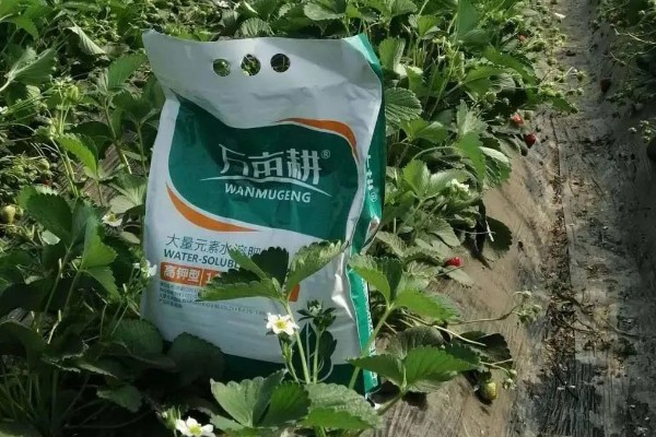 露天草莓选择哪些品种比较好，推荐甜查理、蒙特瑞等