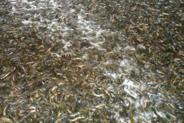 养殖泥鳅有什么风险,对技术的要求较高且病害难以防治