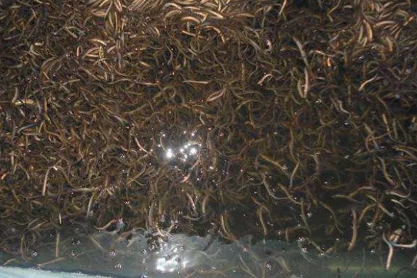 养殖泥鳅有什么风险,对技术的要求较高且病害难以防治