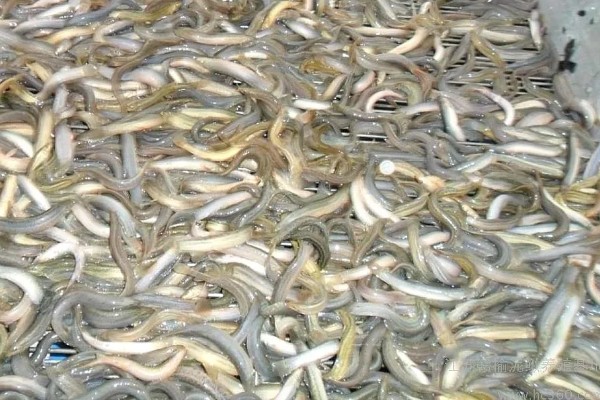 养殖泥鳅有什么风险,对技术的要求较高且病害难以防治