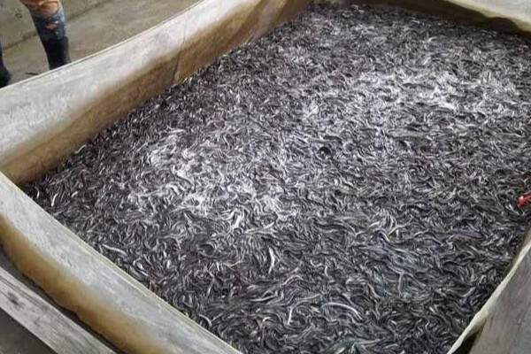 养殖泥鳅有什么风险,对技术的要求较高且病害难以防治