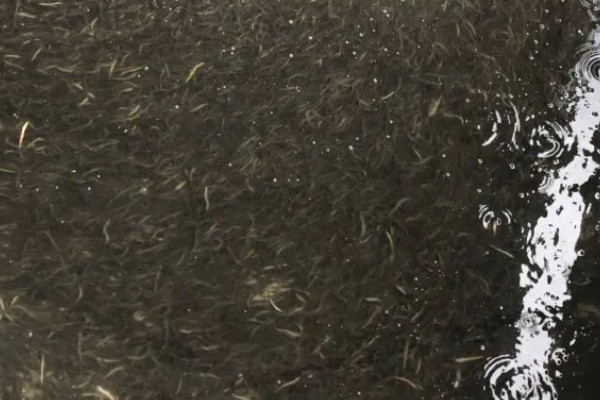 养殖泥鳅有什么风险,对技术的要求较高且病害难以防治