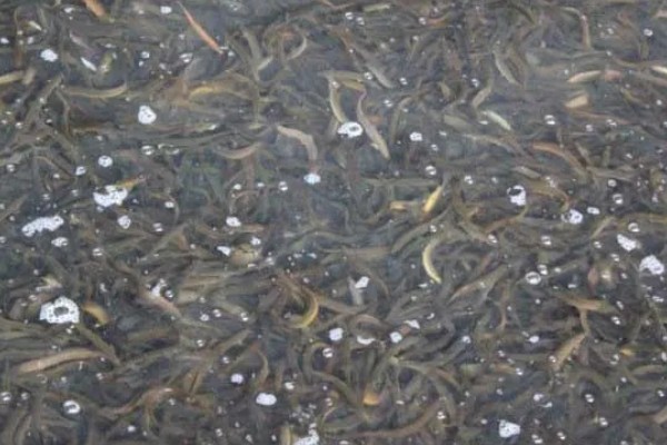 养殖泥鳅有什么风险,对技术的要求较高且病害难以防治