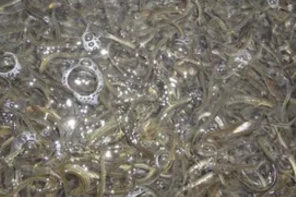 养殖泥鳅有什么风险,对技术的要求较高且病害难以防治