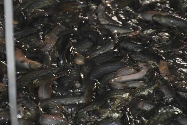 养殖泥鳅有什么风险,对技术的要求较高且病害难以防治