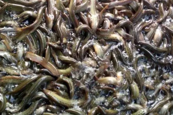 养殖泥鳅有什么风险,对技术的要求较高且病害难以防治