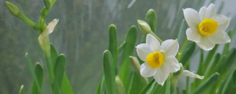 水仙花叶子太长怎么处理，中午前后将植株移到室外向阳处