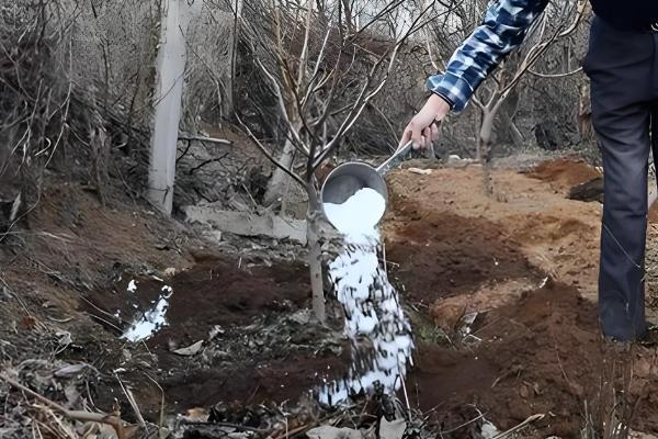果树需要秋施基肥的原因,可让植株积累营养促进翌年开花