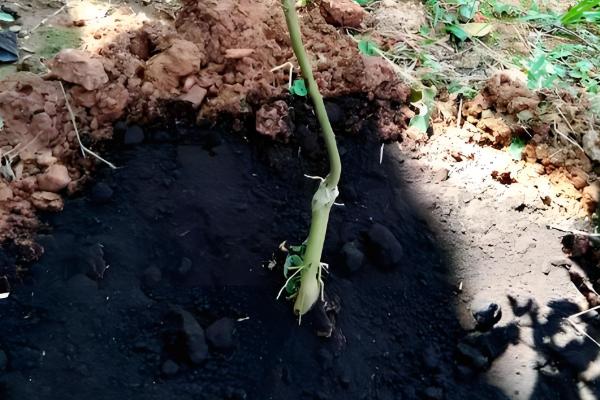 果树需要秋施基肥的原因,可让植株积累营养促进翌年开花