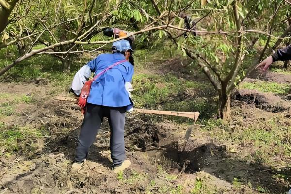 果树需要秋施基肥的原因,可让植株积累营养促进翌年开花