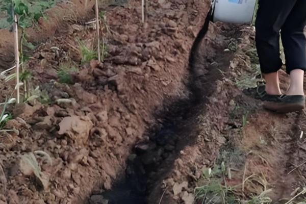 果树需要秋施基肥的原因,可让植株积累营养促进翌年开花