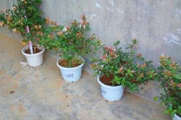 浆果金丝桃的养殖方法，按照见干见湿的原则浇水