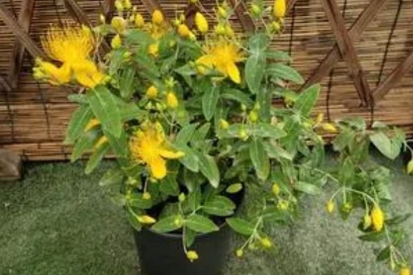 浆果金丝桃的养殖方法，按照见干见湿的原则浇水