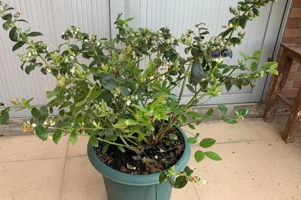 浆果金丝桃的养殖方法，按照见干见湿的原则浇水