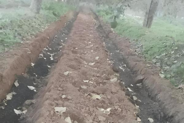 果树需要秋施基肥的原因,可让植株积累营养促进翌年开花