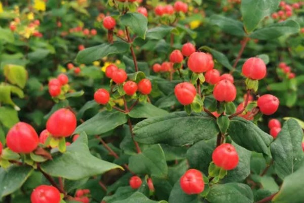 浆果金丝桃的养殖方法，按照见干见湿的原则浇水