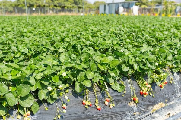 露天草莓选择哪些品种比较好，推荐甜查理、蒙特瑞等