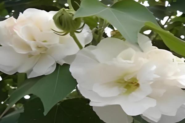 山茶花的名字由来，通过英译而来