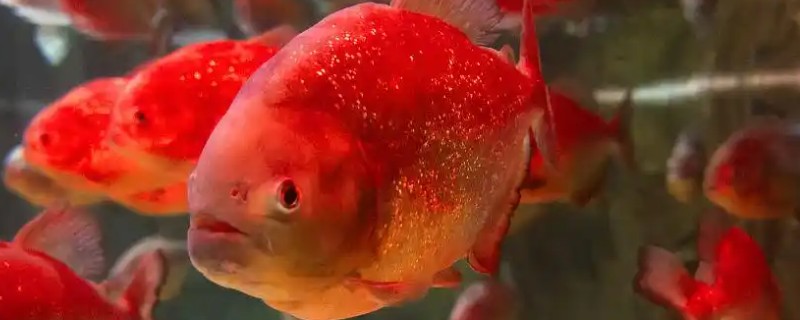 鹦鹉鱼不打氧可以活多久，要看饲养的密度和水质