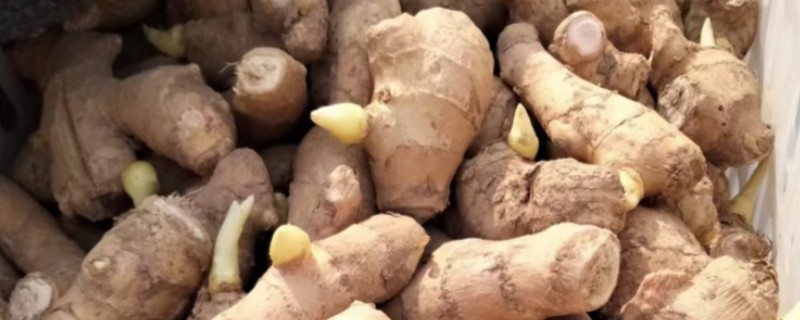 姜种的催芽方法，把温室内的温度保持在15℃左右